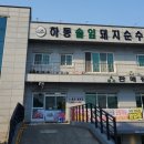 하동솔잎돼지 이미지