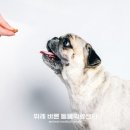 태평역 동물병원 이미지