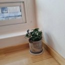 스윗드오