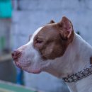 강북 24시 N 동물의료센터 이미지