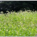 강아지풀 이미지