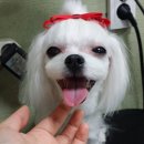 퍼피졸리