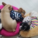 개라다이스 이미지