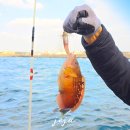 배큰아이 | 제주도 차귀도 배낚시 체험 겨울 제주 낚시 놀빛바다호 후기