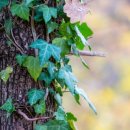 아이비플라워 앞 이미지