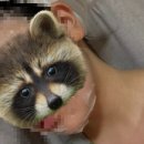 주식회사에스지 | 에스지메디코스 피토버 플러스 수분, 진정 시트 마스크 후기