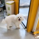 까끼애견미용 이미지