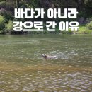강아지 올해 첫 강 수영 꽃순이와 강에서 수영한 리얼 후기