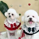 멍멍애견미용 이미지