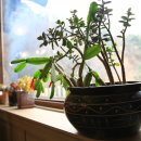 금병산통나무집 이미지