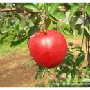 산너울농원 Daum카페