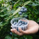 조천농장 이미지