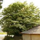 성환찰방 이미지