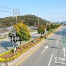 완도호랑가시나무 가로수길 이미지