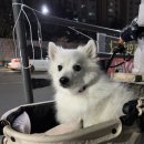 (주)펫노블레스 | 내돈내산 댕카 아발론투고 중형견개모차 강아지유모차