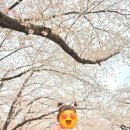 솔안공원(자율방범대) | 진해군항제 진해벚꽃여행 후기 여좌천&amp;경화역 (26년 4월 1일 방문) 먹거리 솔직후기&amp; 추천, 비추천