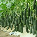 범은농장 이미지