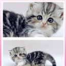 광주고양이분양 제나캣 광주점 이미지