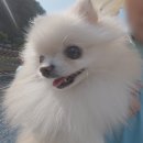 아침산저녁해 | 그자리야영장 A3ㅣ계곡이 있는 애견전용캠핑장 2박 3일 후기ㅣ카즈미 비바돔플러스ㅣ에이웍스 옥타타프
