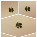 담양클로버 이미지