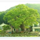 전원향기 이미지