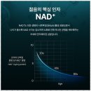 씨앤엘쁘띠