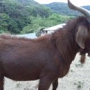 고성염소농장 이미지