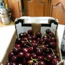 안녕비토 이미지