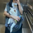 씻고가자,멍멍 이미지