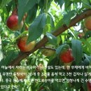 [경산] 용산(435m),용산산성 산행후기---2024년 06월 12일(수) 이미지