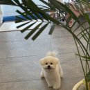 도그몽 | 미용 후에도 즐거운 시간, 도그몽에서 힐링했어요