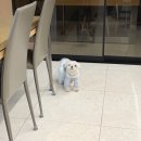 영광사 알파 오천점 | 해운대 LCT 레지던스 애견동반후기 • 부산 애견동반 호텔 추천• LCT 레지던스 애견동반 예약방법 및...