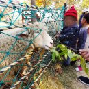 늘솔길공원양떼목장 이미지