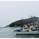 완도 주도 상록수림 이미지