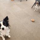 뽀뽀뽀하개 이미지