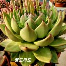 엘도라도 이미지