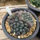 대아수퍼 이미지