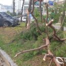 국세청앞BRT 이미지
