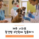 캣츠앤독스 동물병원 | [예방접종] 제주 서귀포 광견병 주사 5000원에 받는 법!