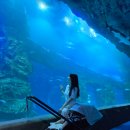 롯데몰 | 5개월 아기와 함께하는 잠실 롯데몰 아쿠아리움 후기