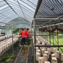 가평흑염소농장 이미지