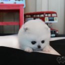 보노도그 이미지