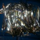 낚시민박 이미지