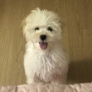 (주)아이디어스 | 차량 반려동물 스티커 제작 아이디어스 후기