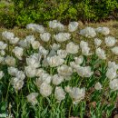 오산생태하천길(삼남길) 이미지