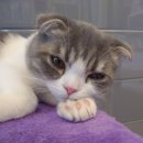 신통방통 동물병원 이미지