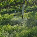 금월농장 이미지