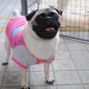 달봉이