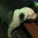 아일랜드코쿤 이미지