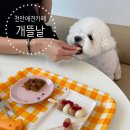 핑크멍 애견카페 애견호텔 남양주점 | 강아지랑 가기 좋은 천안 애견카페 개뜰날라운지 후기